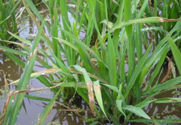 水稻葉子用行星式球磨機能否研磨成功|助力紹興文理學院